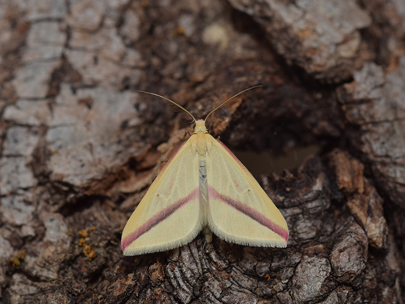 Una falena molto comune: Rhodometra sacraria, Geometridae